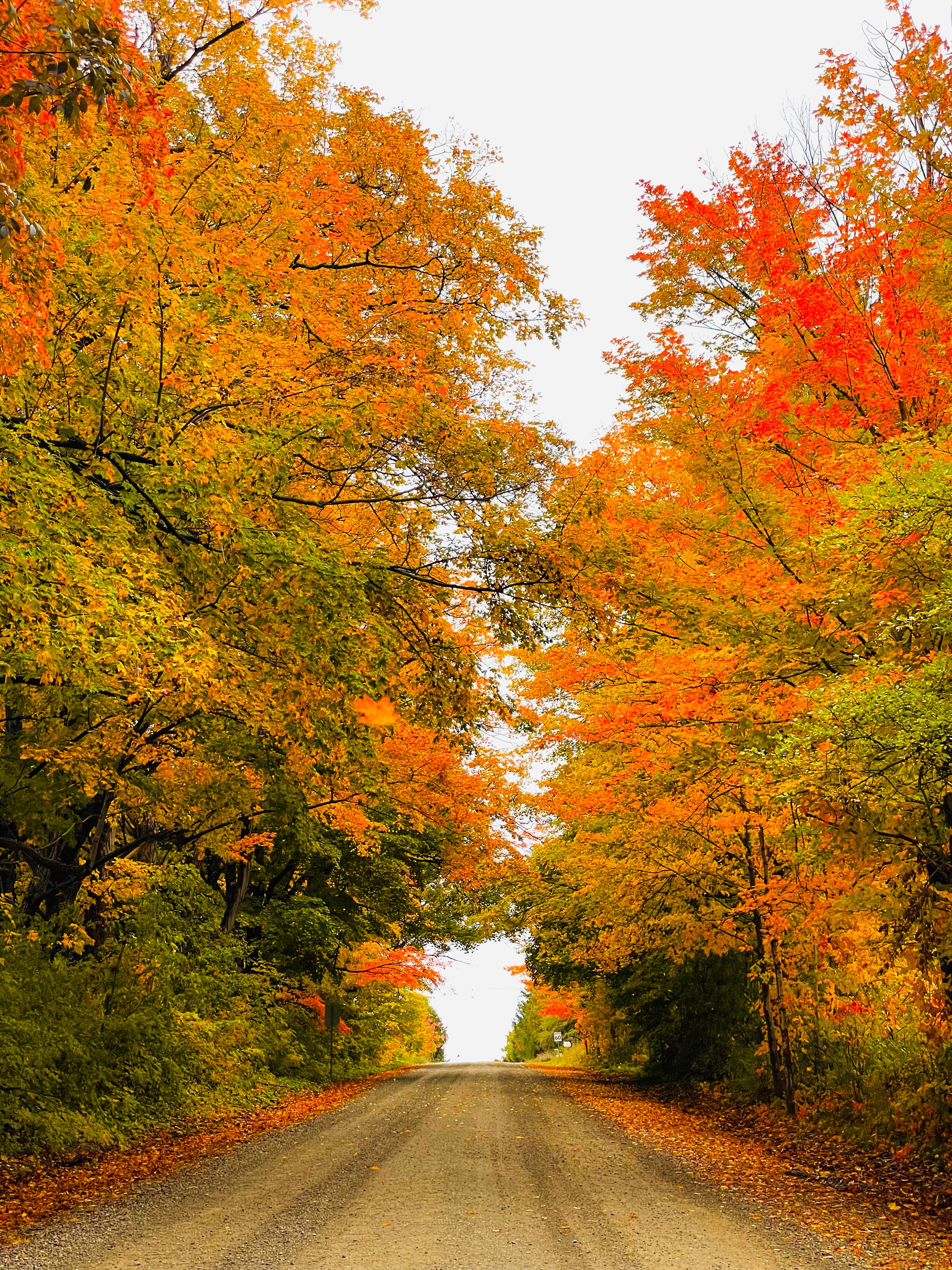 Fietsweg door een bos met felle herfstkleuren in oranje en geel