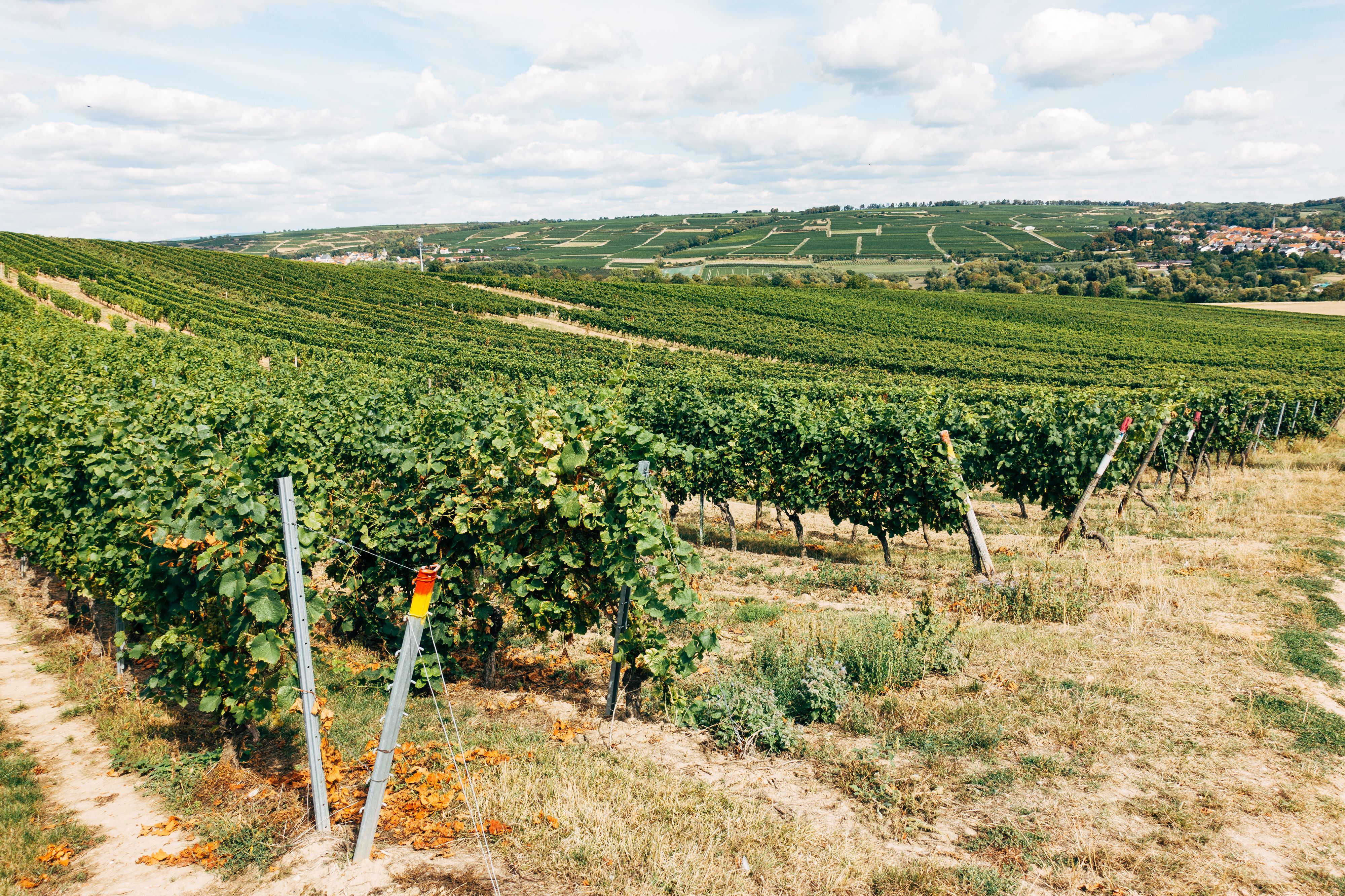 Wijngaarden met lange rijen wijnstokken over glooiende heuvels in Toscane
