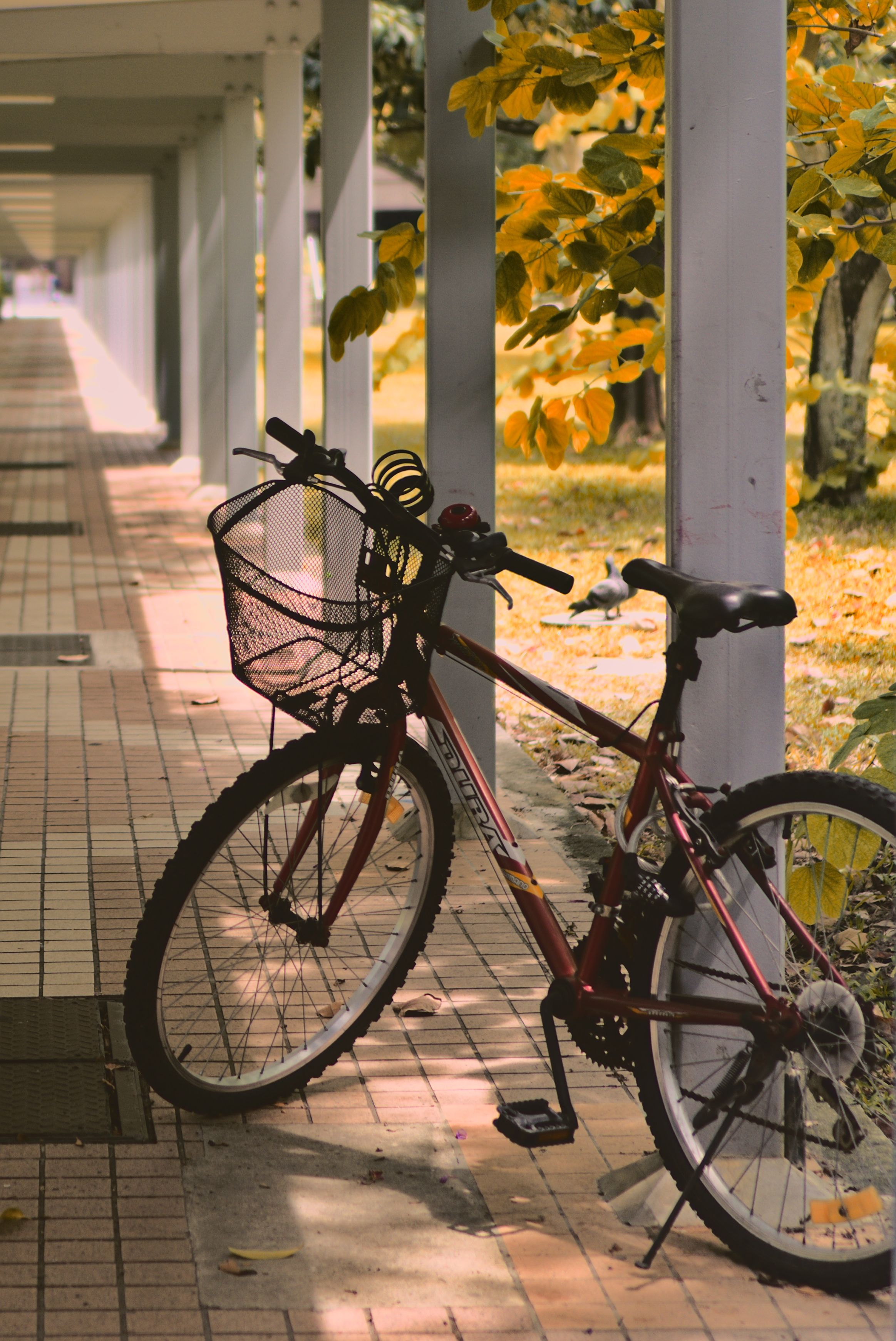 Fiets op een zonnig herfstpad met gevallen bladeren, sfeerbeeld voor een fietsvakantie in september